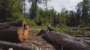 How Our Tree Care Process Works  in  Sebastopol, CA