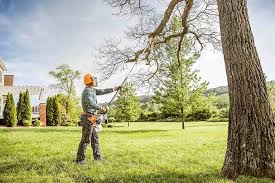 Best Arborist Consultation Services  in Sebastopol, CA