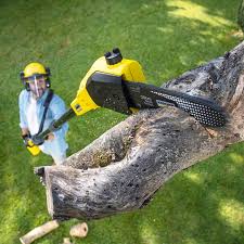 Best Lawn Irrigation Installation and Maintenance  in Sebastopol, CA