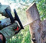 Best Emergency Tree Removal  in Sebastopol, CA