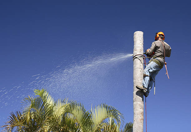 Mulching Services in Sebastopol, CA