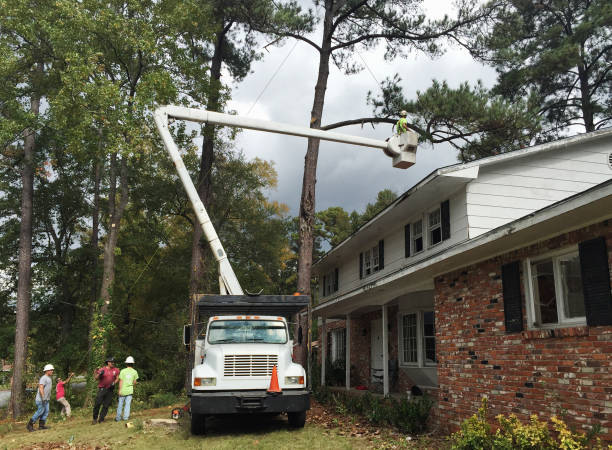 Best Hazardous Tree Removal  in Sebastopol, CA