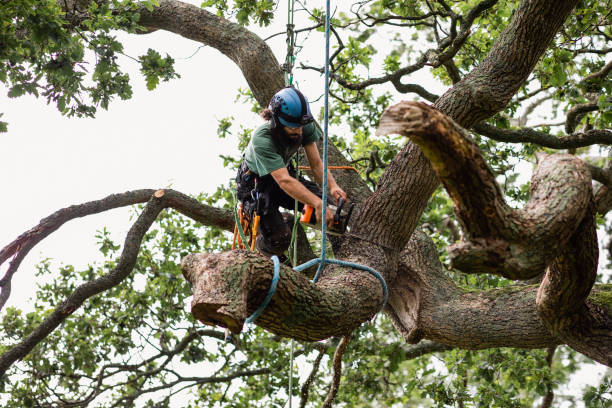 Best Tree Health Inspection  in Sebastopol, CA