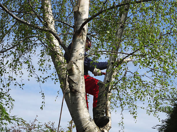 Trusted Sebastopol, CA Tree Care Experts
