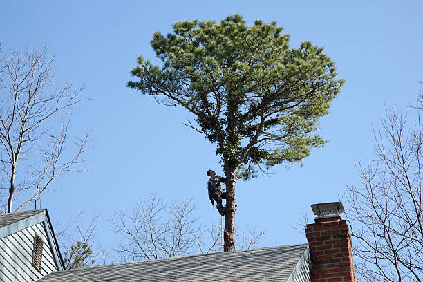 Best Tree Cabling and Bracing  in Sebastopol, CA