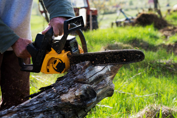 Best Firewood Processing and Delivery  in Sebastopol, CA